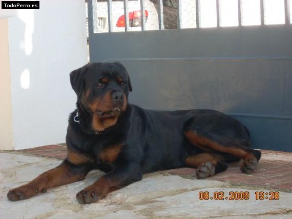 La foto del perro