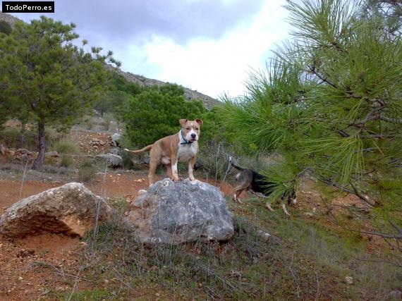 La foto del perro