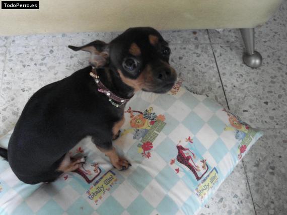 La foto del perro