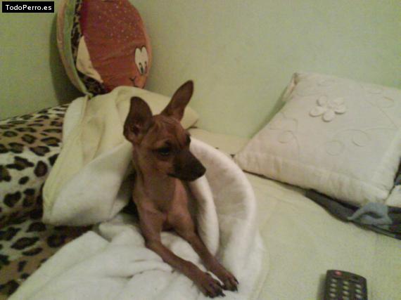 La foto del perro