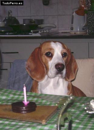 La foto del perro