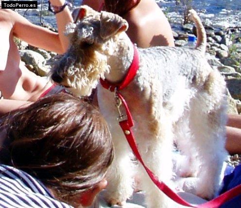 La foto del perro