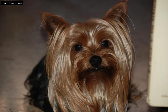 La foto del perro