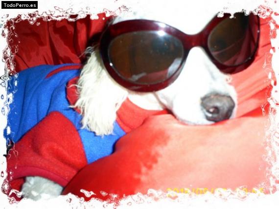 La foto del perro