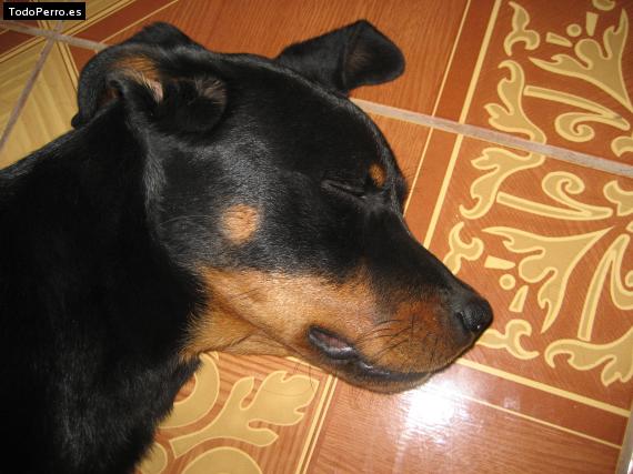 La foto del perro