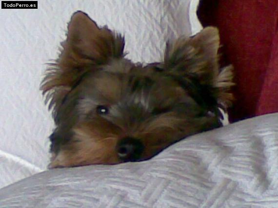 La foto del perro