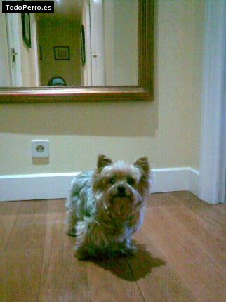La foto del perro