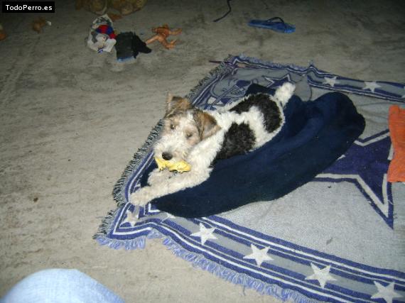 La foto del perro
