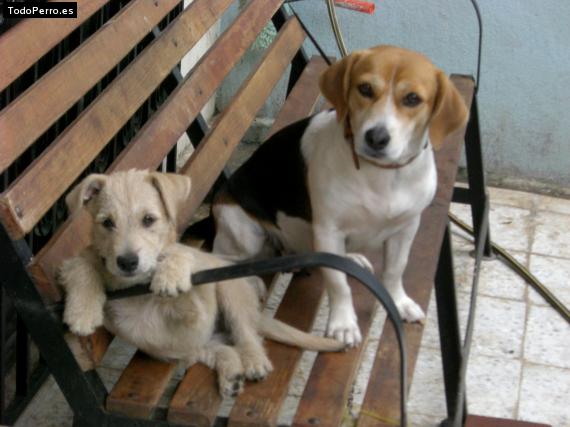 La foto del perro