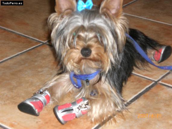 La foto del perro