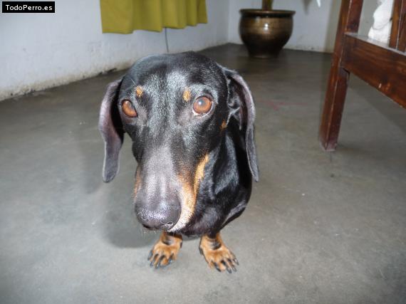 La foto del perro