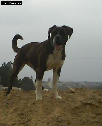 La foto del perro