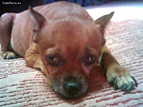 Foto del perro Rocky