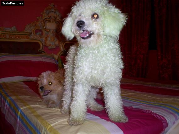 La foto del perro