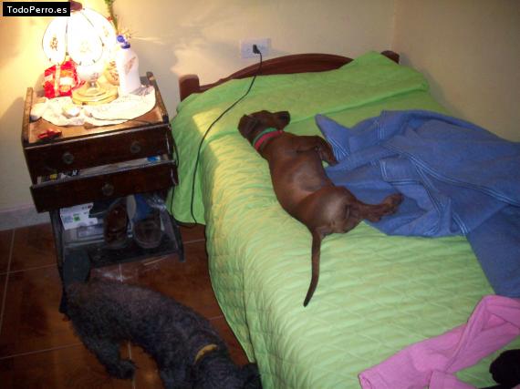 La foto del perro