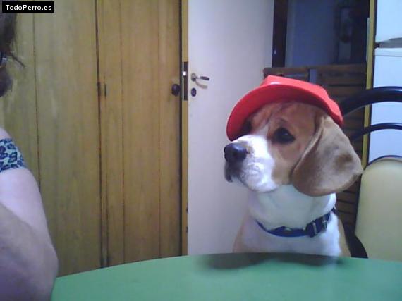 La foto del perro