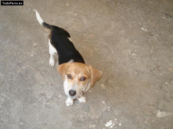 La foto del perro
