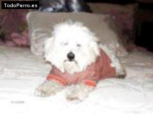 Foto del perro Junior alexander