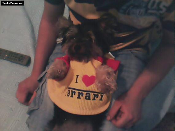 La foto del perro