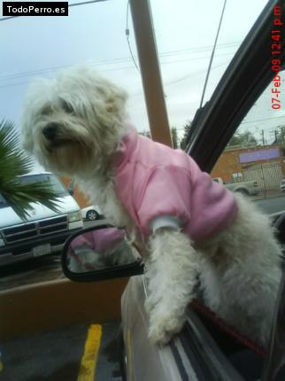 La foto del perro