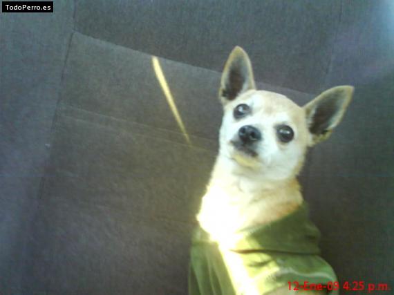 La foto del perro