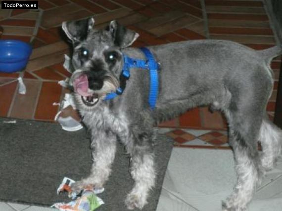 La foto del perro