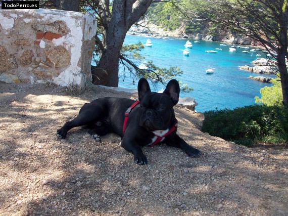 La foto del perro