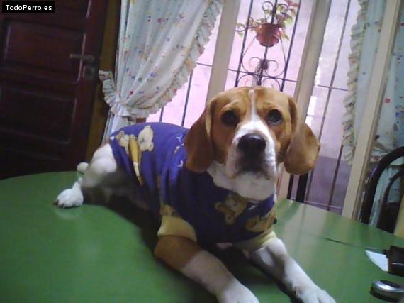La foto del perro