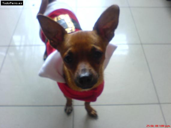 La foto del perro