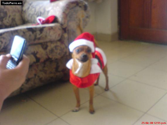 La foto del perro