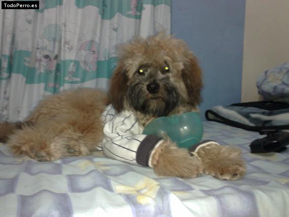 La foto del perro