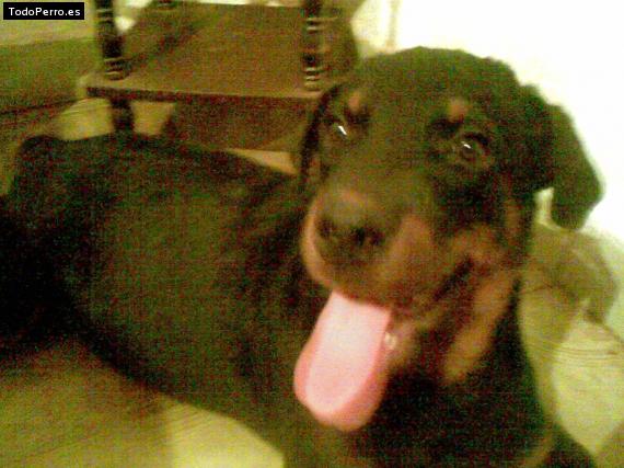 La foto del perro