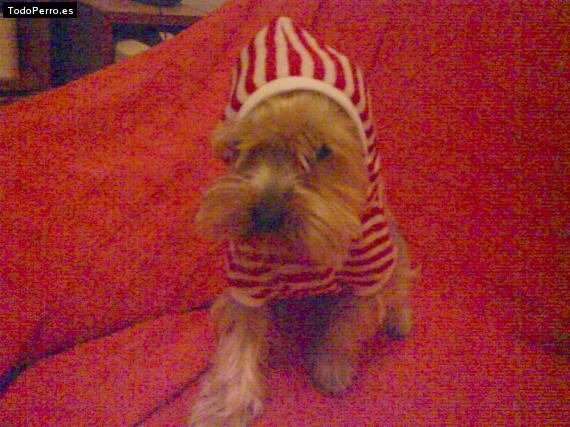La foto del perro