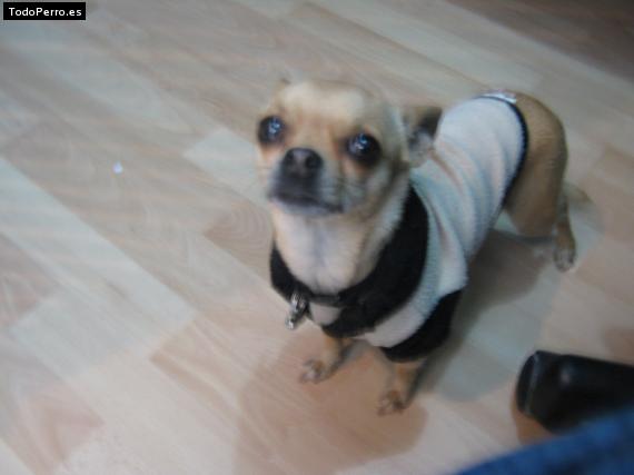 La foto del perro