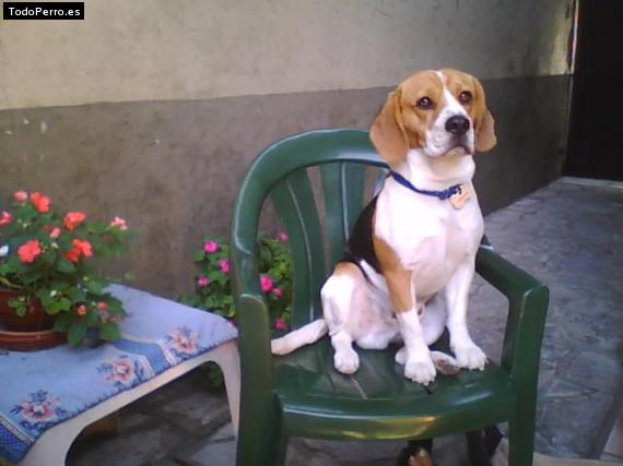 La foto del perro