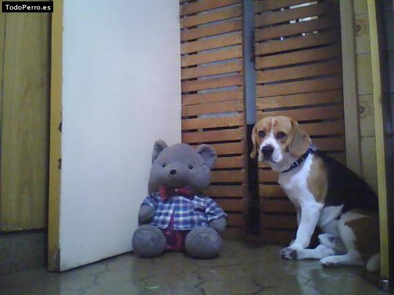 La foto del perro