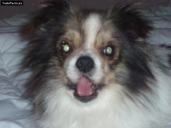 La foto del perro
