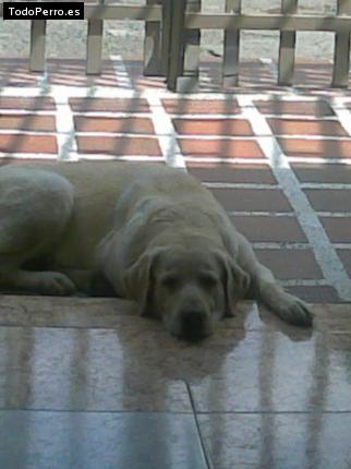 La foto del perro