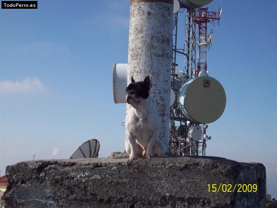La foto del perro