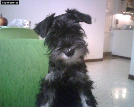 La foto del perro