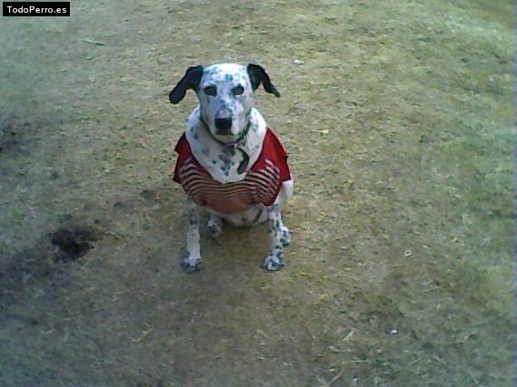 La foto del perro