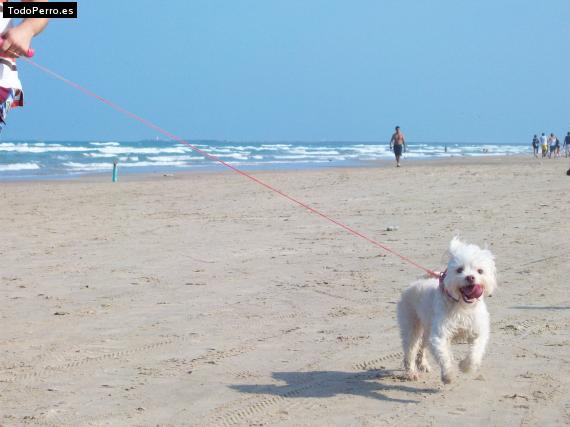 La foto del perro
