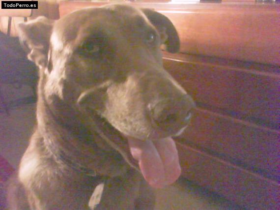 La foto del perro