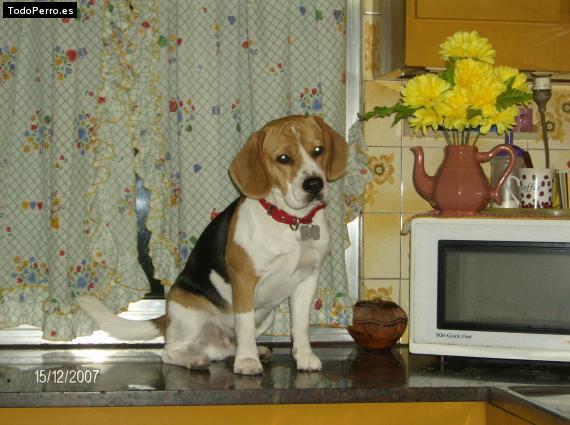 La foto del perro