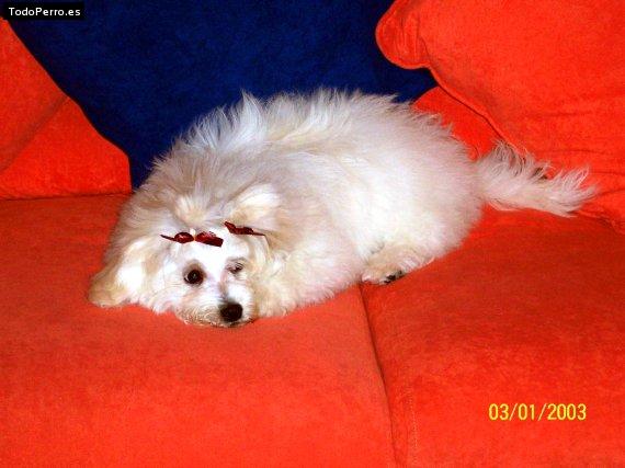 La foto del perro