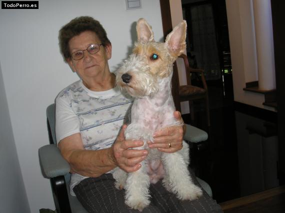 La foto del perro