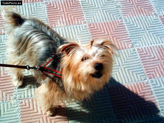La foto del perro