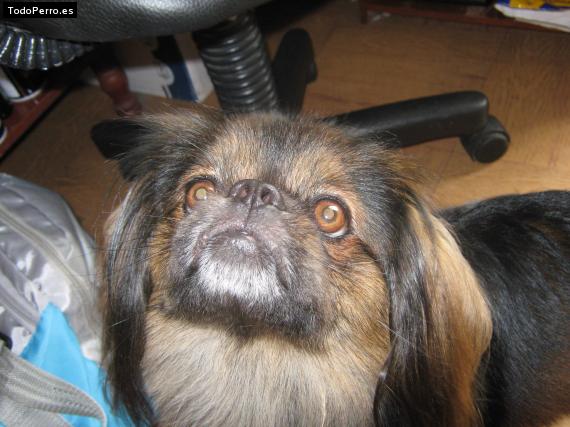 La foto del perro