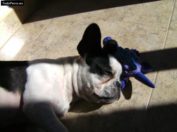 La foto del perro