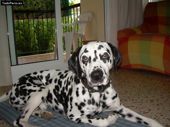 La foto del perro
